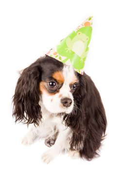 cavalier king charles spaniel köpeği beyaz izole arka planda fotoğraf