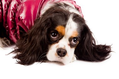 Cavalier king charles spaniel - köpek