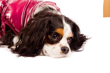 cavalier king charles spaniel köpeği beyaz izole arka planda fotoğraf