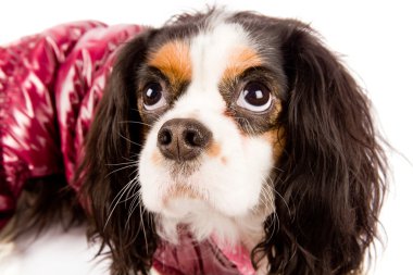 Cavalier king charles spaniel - köpek