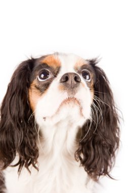 Cavalier king charles spaniel - köpek