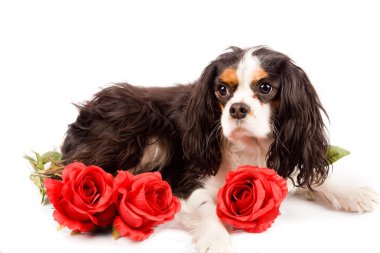 Cavalier king charles spaniel - köpek