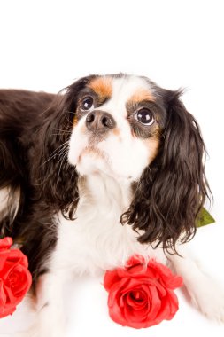 Cavalier king charles spaniel - köpek