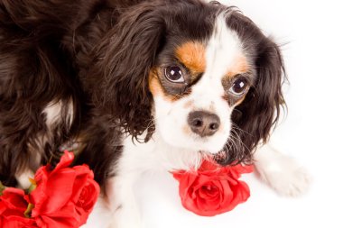 cavalier king charles spaniel köpeği beyaz izole arka planda fotoğraf