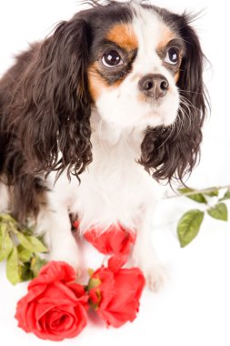 Cavalier king charles spaniel - köpek