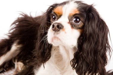 Cavalier king charles spaniel - köpek