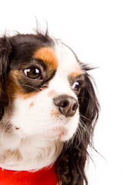 cavalier king charles spaniel köpeği beyaz izole arka planda fotoğraf