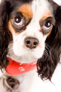 cavalier king charles spaniel köpeği beyaz izole arka planda fotoğraf