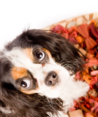 cavalier king charles spaniel köpeği beyaz izole arka planda fotoğraf