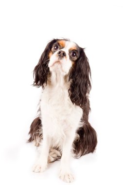 Cavalier king charles spaniel - köpek