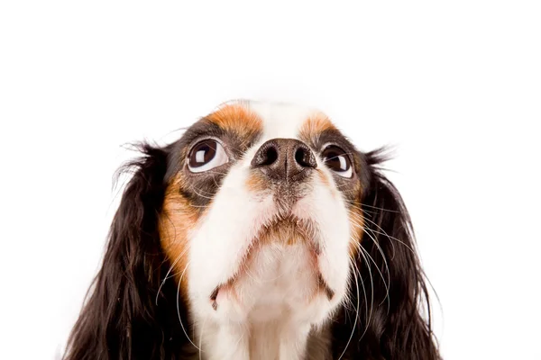 Foto Cavalier King Charles Spaniel Hund Vit Isolerade Bakgrund — Stockfoto