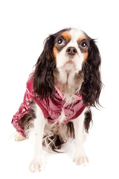 Cavaleiro Rei Charles Spaniel - Cão — Fotografia de Stock