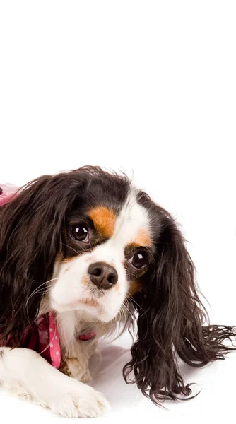 Υπεροπτική Κινγκ Τσαρλς Σπάνιελ - σκύλος — Φωτογραφία Αρχείου