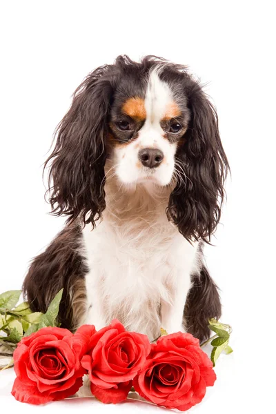 stock image Cavalier King Charles Spaniel - Dog