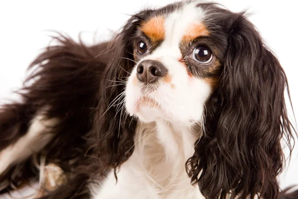 Cavalier King Charles Spaniel - Dog — Stock Photo, Image