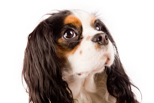 Foto Cavalier King Charles Spaniel Hund Vit Isolerade Bakgrund — Stockfoto