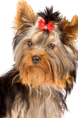 fotoğraf genç sevimli yorkshire Terrier