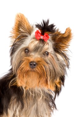 Yorkshire terrier - köpek