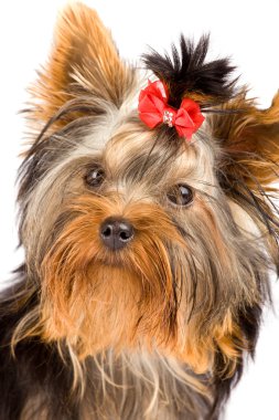 Yorkshire terrier - köpek