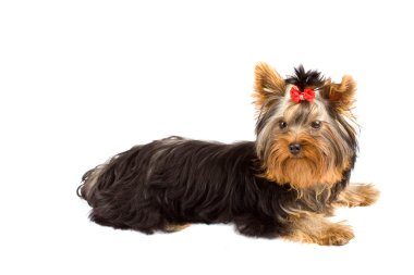 fotoğraf genç sevimli yorkshire Terrier