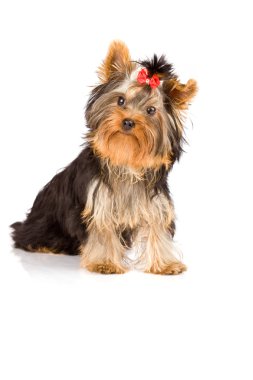 Yorkshire terrier - köpek