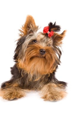 Yorkshire terrier - köpek