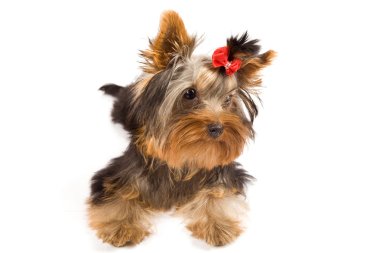 fotoğraf genç sevimli yorkshire Terrier