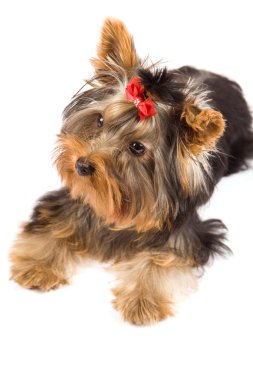 fotoğraf genç sevimli yorkshire Terrier