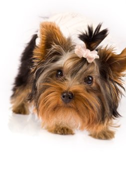 fotoğraf genç sevimli yorkshire Terrier