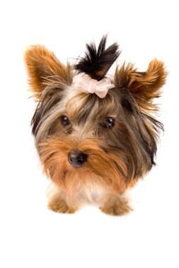 Yorkshire terrier ile beyaz ceket - köpek