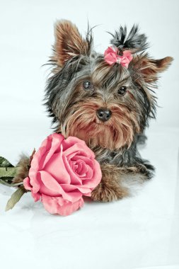 Photo of young adorable yorkshire terrier with rose clipart
