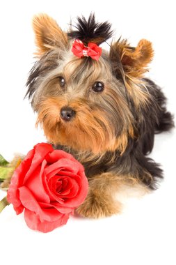 Yorkshire terrier ile gül - köpek