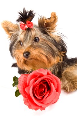 Yorkshire terrier ile gül - köpek