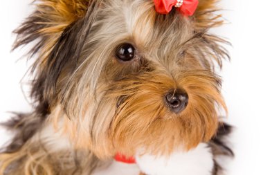 Yorkshire terrier ile Noel eşarp - köpek