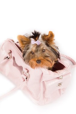 Yorkshire terrier inside the bag