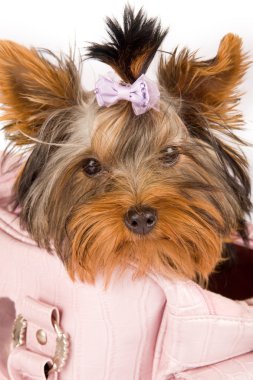 fotoğraf genç sevimli yorkshire Terrier torba
