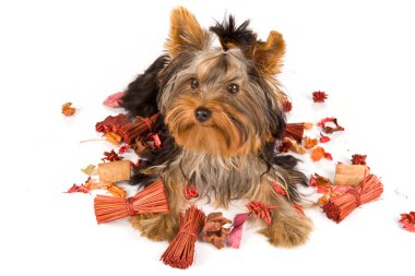 fotoğraf genç sevimli yorkshire Terrier