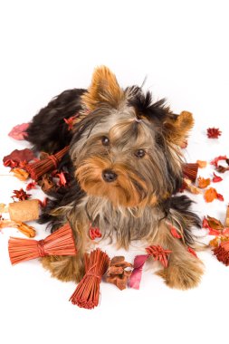 Yorkshire terrier - köpek