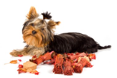 fotoğraf genç sevimli yorkshire Terrier