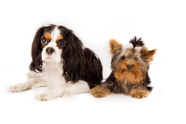 Photo Young Yorkshire Terrier Cavalier King Charles Spaniel Dog — Stock Photo, Image