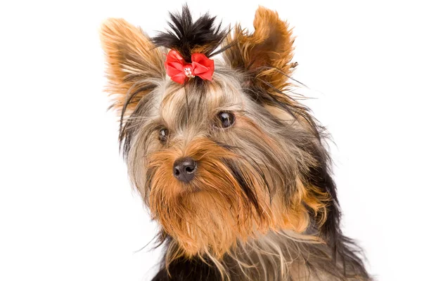 ヨークシャー テリア - 犬 — ストック写真