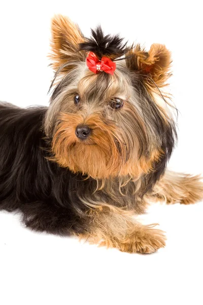 ヨークシャー テリア - 犬 — ストック写真