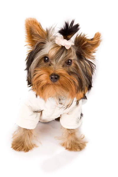 Photo Young Adorable Yorkshire Terrier White Jacket — Stock Photo, Image