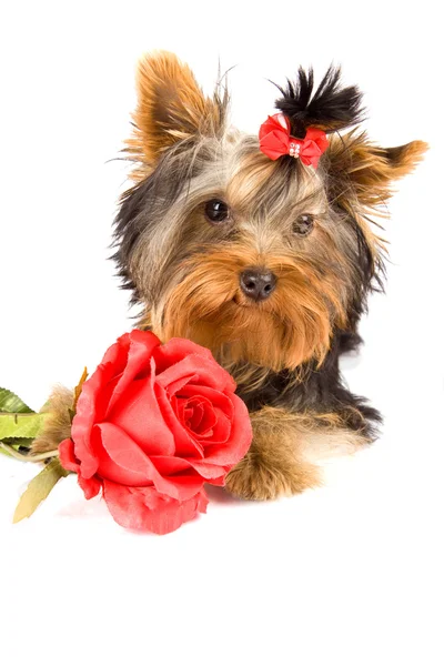 Photo Young Adorable Yorkshire Terrier Rose — Stock Photo, Image