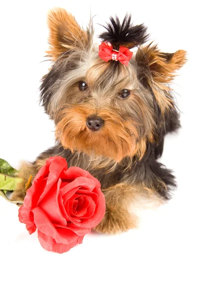 Yorkshire Terrier with rose - Dog — Stock Photo, Image