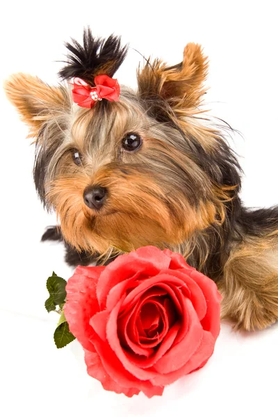 Yorkshire Terrier mit Rose - Hund — Stockfoto