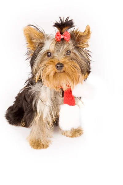Photo Young Adorable Yorkshire Terrier Christmas Scarf — Stock Photo, Image