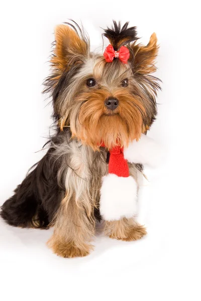 Yorkshire terrier met Kerstmis sjaal - hond — Stockfoto