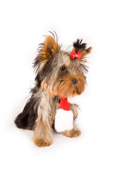 クリスマスのヨークシャー テリア スカーフ - 犬 — ストック写真