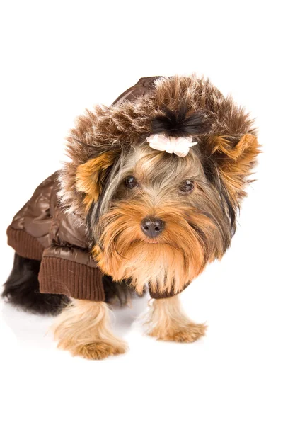 Photo Young Adorable Yorkshire Jacket Brown Winter Jacket — Stock Photo, Image